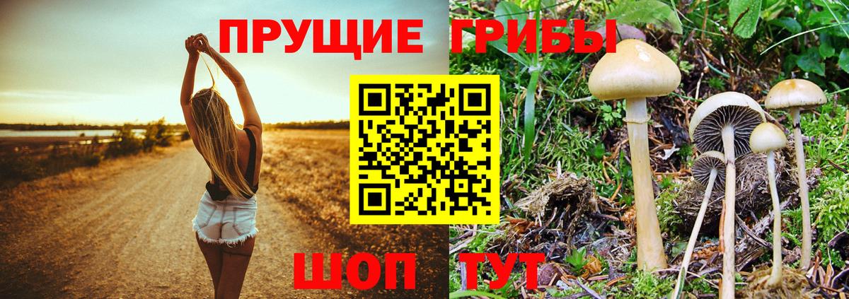 Галлюциногенные грибы Psilocybe Лобня